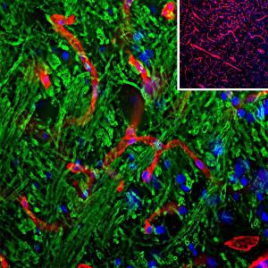 Immunohistological analysis of brain stem section stained with Anti-Laminin Antibody (A85395), dilution 1:1,000, in red, and co-stained with Anti-MBP Antibody (A85321), dilution 1:5,000, in green