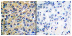 Antibody anti-SHP-2 A95784-100 100 µg