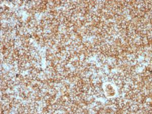 Antibody anti-CD45RB PTPRC1147 100 µg