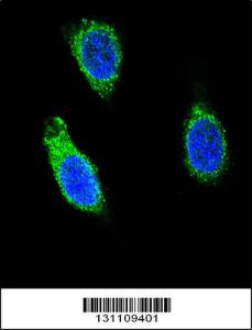 Anti-RNH1 Rabbit Polyclonal Antibody (AP (Alkaline Phosphatase))