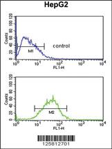 Anti-WDR82 Rabbit Polyclonal Antibody