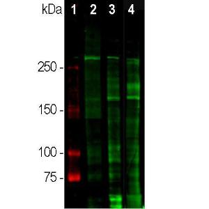 Western blot analysis of different tissue lysates using Anti-Laminin Antibody (A85395), dilution 1:5,000 in green