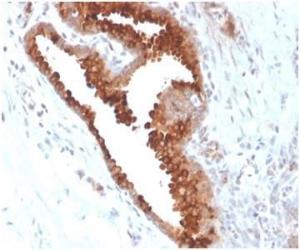 Immunohistochemical analysis of formalin-fixed, paraffin-embedded human small intestine tissue using Anti-Aquaporin 4 Antibody [AQP4/3324]