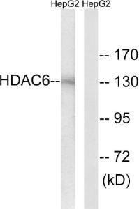 Western blot analysis of lysates from HepG2 cells using Anti-HDAC6 Antibody. The right hand lane represents a negative control, where the antibody is blocked by the immunising peptide