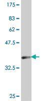 Anti-DDX18 Mouse Polyclonal Antibody