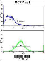 Anti-ERBB2 Rabbit Polyclonal Antibody