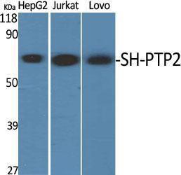 Antibody anti-SHP-2 A95784-100 100 µg