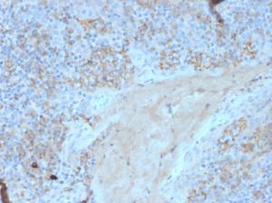 Immunohistochemical analysis of formalin-fixed, paraffin-embedded human tonsil using Anti-Fas Antibody [FAS/3588]