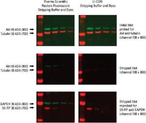 Fluorescent western blot stripping buffer, Restore™