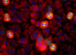 HeLa cell cultures stained with Anti-Aurora Kinase A Antibody antibody (green). Aurora A localizes in spindle poles and mitotic spindles at late mitosis. Counterstained with Anti-Vimentin Antibody (A85421 / red). Blue is a DNA stain.