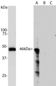 Western analysis of Anti-Aurora Kinase A Antibody. Blot of HeLa cells treated with 100ng/ml nocodazole for 18 hours and was probed with Anti-Aurora Kinase A Antibody.