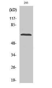 Antibody anti-SHP-2 A95784-100 100 µg