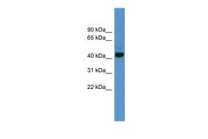 Anti-ADORA1 Rabbit Polyclonal Antibody