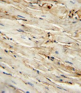 Anti-ENG Rabbit Polyclonal Antibody (APC (Allophycocyanin))