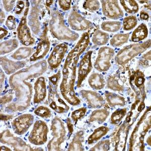 Immunohistochemistry analysis of paraffin-embedded mouse kidney using Anti-BNP Antibody (A11515) at a dilution of 1:200 (40X lens). Perform high pressure antigen retrieval with 10 mM citrate buffer pH 6.0 before commencing with IHC staining protocol