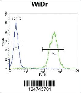 Anti-MAP1LC3B Rabbit Polyclonal Antibody