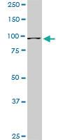 Anti-RASEF Mouse Monoclonal Antibody [clone: 1E3]