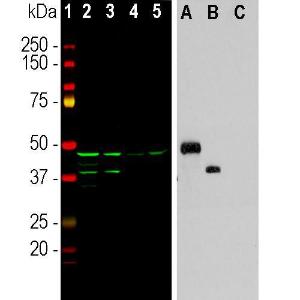 Western blot analysis of different cell lysates and recombinant protein solutions using Anti-Aurora A + B Kinase Antibody [5A12] (A85399), in green