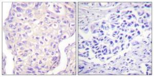 Antibody anti-SHP-2 A95784-100 100 µg