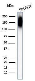 Antibody anti-CD45RB PTPRC1147 100 µg