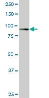 Anti-RASEF Mouse Monoclonal Antibody [clone: 1E3]