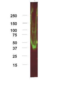 Anti-ADORA1 Rabbit Polyclonal Antibody