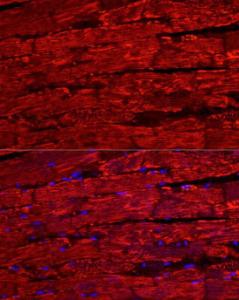 Immunofluorescence analysis of rat heart cells using Anti-BNP Antibody (A11515) at a dilution of 1:200 (40X lens). DAPI was used to stain the cell nuclei (blue). Perform high pressure antigen retrieval with 10 mM citrate buffer pH 6.0 before commencing with IF staining protocol