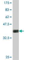 Anti-NAP1L4 Mouse Polyclonal Antibody