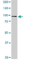 Anti-RASEF Mouse Monoclonal Antibody [clone: 1E3]