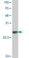 Anti-TLR3 Mouse Polyclonal Antibody