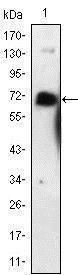 Anti-NGFR Mouse Monoclonal Antibody [clone: 2F1C2]