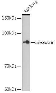 Antibody A306355-100 100 µl