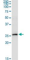 Anti-IFNA2 Mouse Monoclonal Antibody [clone: 2C10]