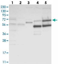 Anti-ZFP30 Rabbit Polyclonal Antibody