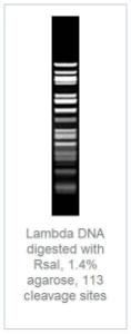 FERMFD1124 - ENZYME FD RSAI 100µL (100RXN)