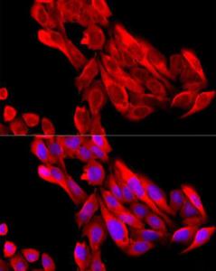 Immunofluorescence analysis of U2OS cells using Anti-BNP Antibody (A11515) at a dilution of 1:200 (40X lens). DAPI was used to stain the cell nuclei (blue)