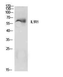 Western blot analysis of extracts from MCF7 cells using Anti-IL1R1 Antibody