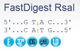 FERMFD1124 - ENZYME FD RSAI 100µL (100RXN)