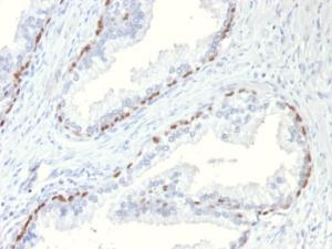 Immunohistochemical analysis of formalin-fixed, paraffin-embedded mouse prostate using Anti-p63 Antibody [TP63/11]