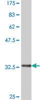 Anti-FBXO8 Mouse Polyclonal Antibody