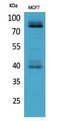 Western blot analysis of MCF7 cells using Anti-IL1R1 Antibody