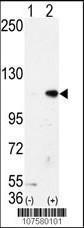 Anti-KDM1A Rabbit Polyclonal Antibody