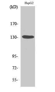 Western blot analysis of various cells using Anti-HDAC6 Antibody