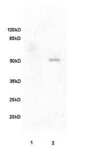 Anti-FBLN5 Rabbit Polyclonal Antibody