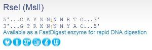 FERMER2002 - ENZYME RSEI 1000 UNITS