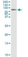 Anti-CEP55 Polyclonal Antibody Pair