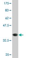 Anti-SIRT4 Mouse Monoclonal Antibody [clone: 1C8]