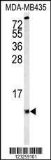 Anti-COX6A1 Rabbit Polyclonal Antibody (HRP (Horseradish Peroxidase))