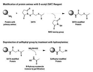 SATA (N-Succinimidyl S-Acetylthioglycolate), Pierce™