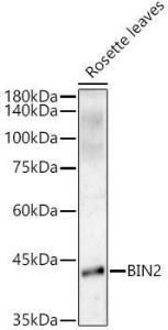 Anti-ASK7 Rabbit Polyclonal Antibody